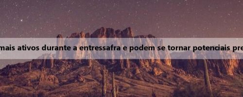 Meiji: Os Hornets são mais ativos durante a entressafra e podem se tornar potenciais pretendentes de Kuminga